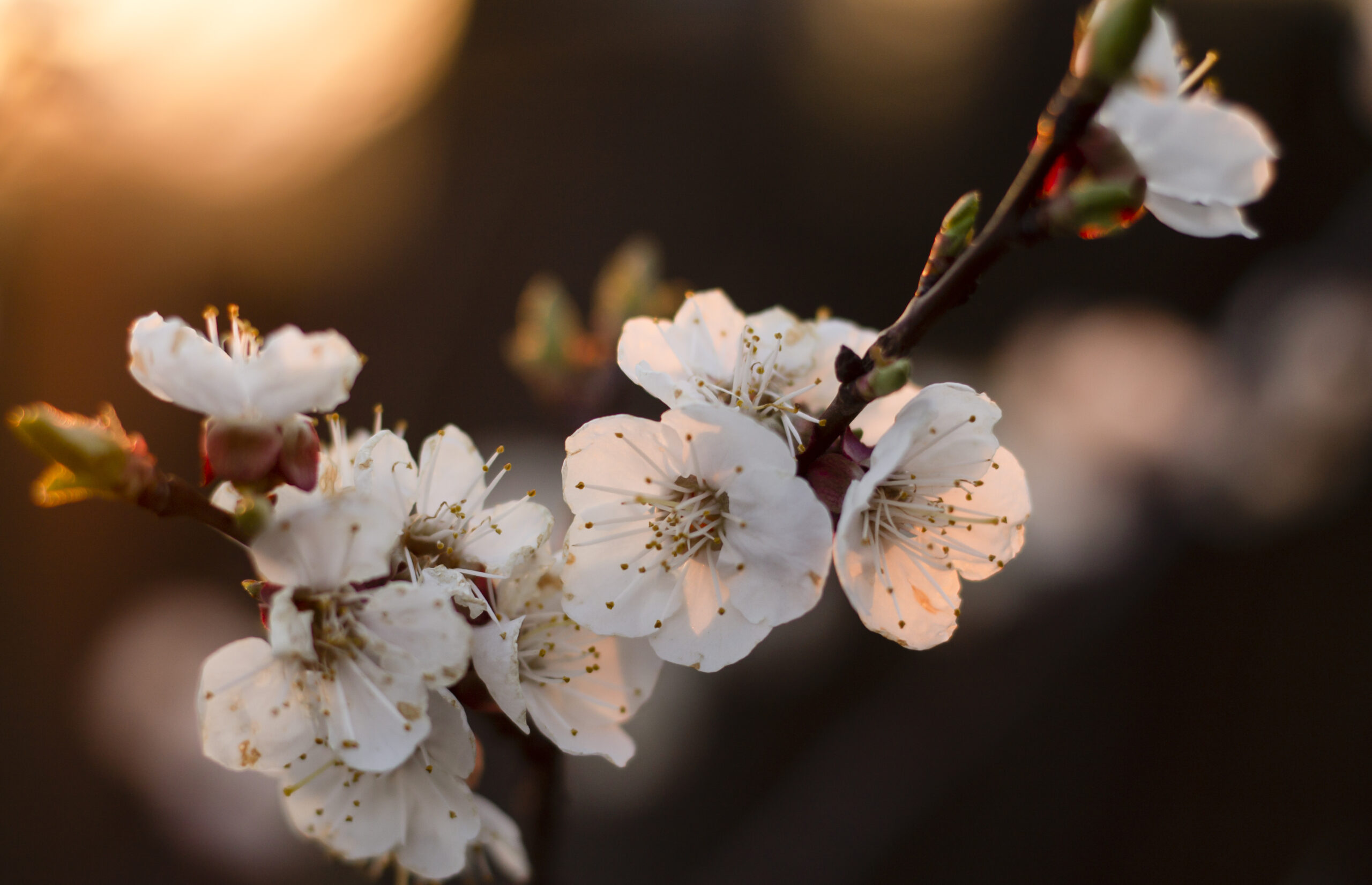 DE LA POR A L’EUFÒRIA… I UNA PRIMAVERA AVANÇADA